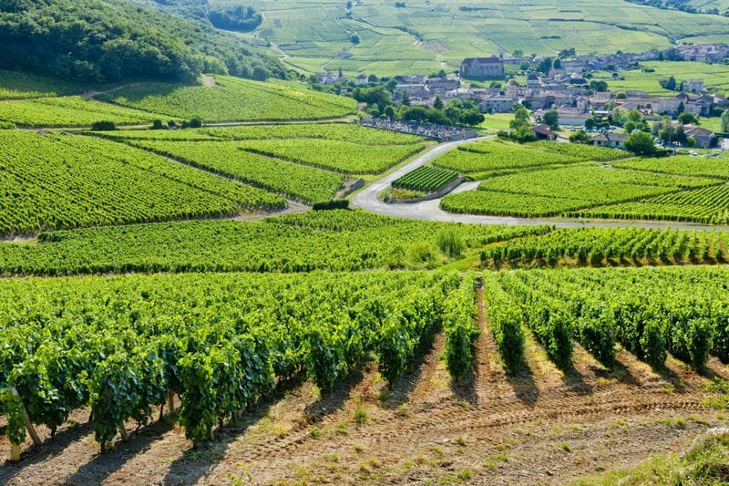 Rượu vang Burgundy không chỉ là một loại rượu vang, mà còn là một biểu tượng của sự tinh tế và phức tạp. So với các loại rượu vang khác, Burgundy nổi bật với đặc trưng của terroir và phong cách sản xuất độc đáo, tạo ra những hương vị tinh tế và sâu sắc mà không loại nào có thể so sánh.